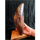 thumbnail Leviathan - La plus grande dent du monde -  Cachalot fossile ‘Leviathan melvillei’ - Canine de 32 cm - Moulage en Acrystal Prima de plus de 2 kg